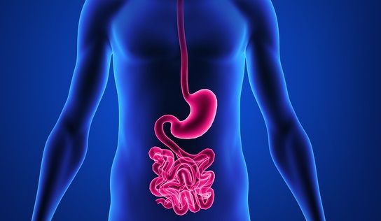 bigstock Digestive system 75582871