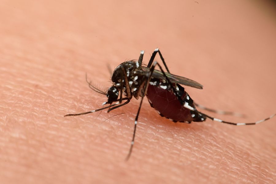 bigstock Macro Of Mosquito Sucking Bloo 118702763