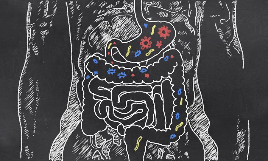 bigstock Intestines Sketch With Guts Ba 120218465
