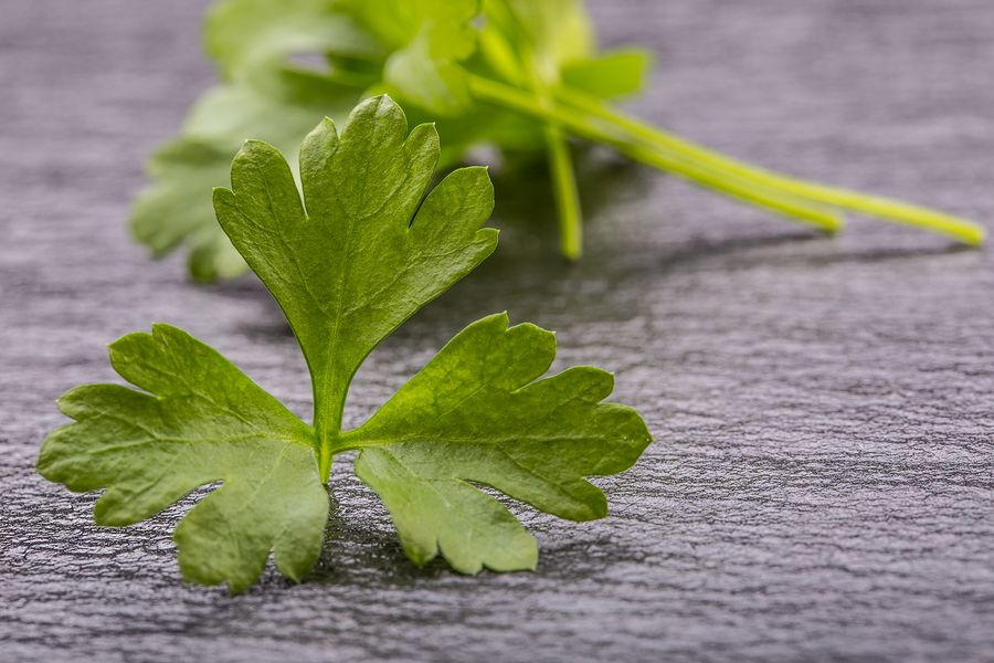 bigstock Parsley Top Parsley twig Fr 90987809