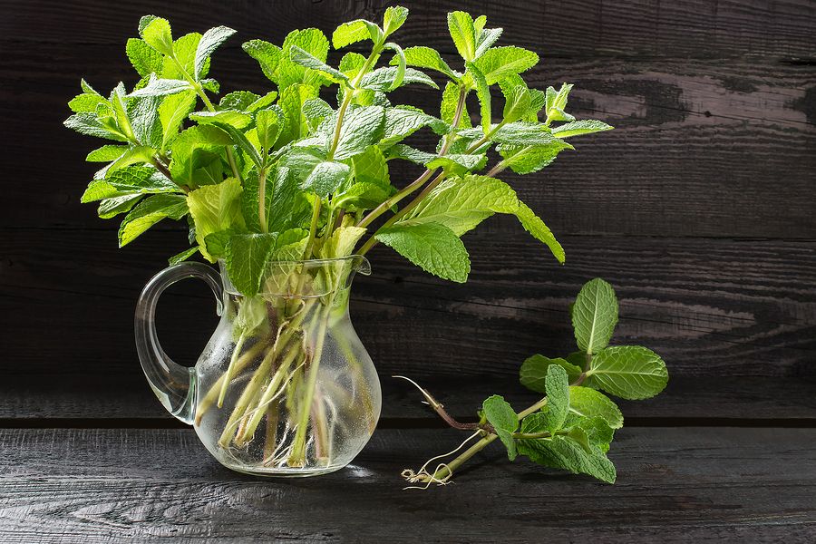 bigstock Fresh Sprigs Of Mint In A Jug 121342808