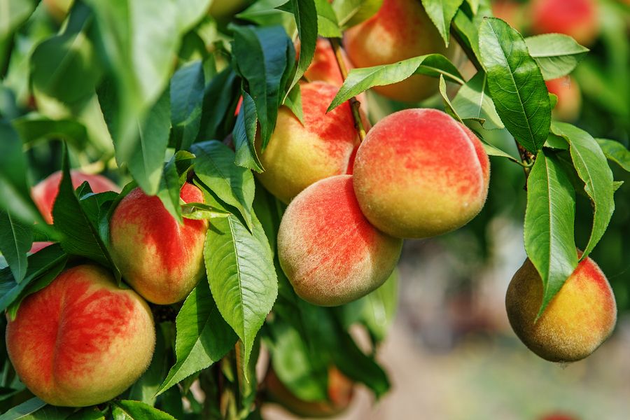 bigstock Ripe Sweet Peach Fruits Growin 98535062