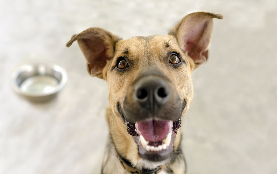 bigstock Happy Dog Bowl 97654535