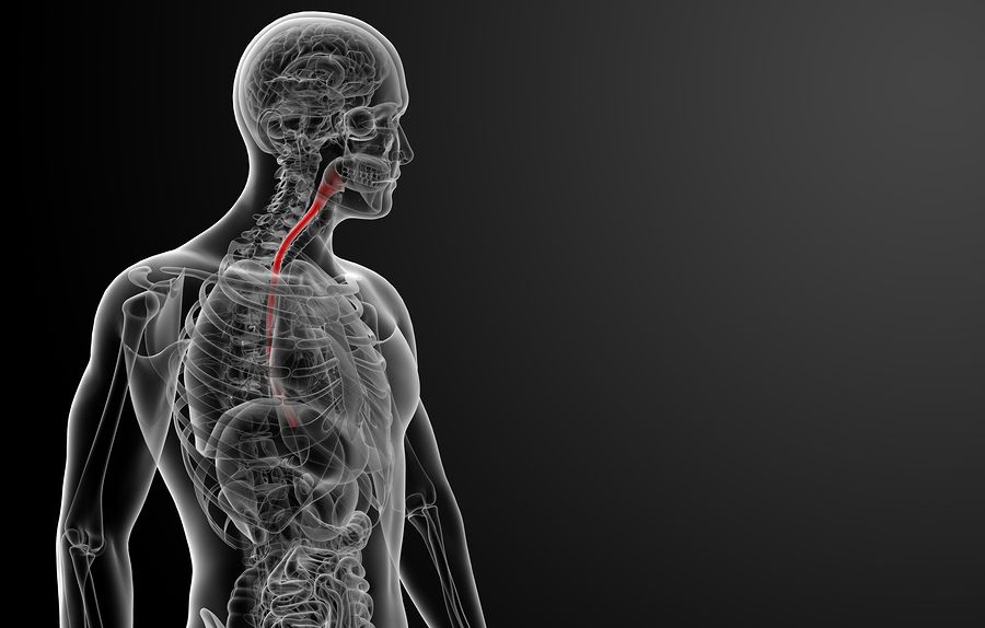 bigstock esophagus 61647863