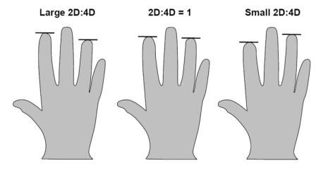 finger ratio