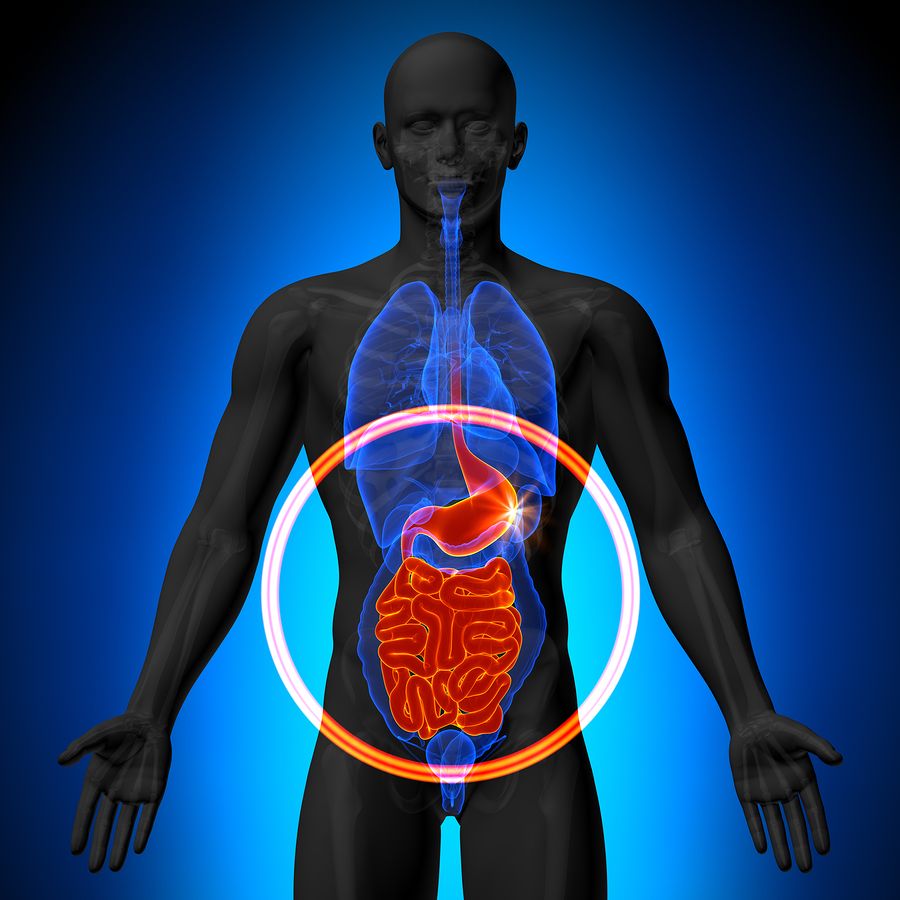 bigstock Stomach Guts Small Intesti 66111244
