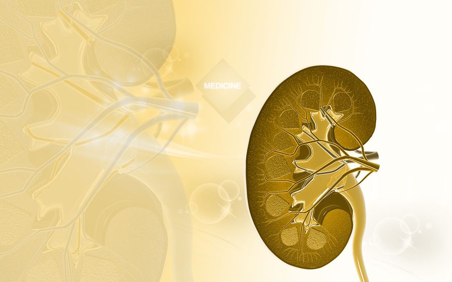 bigstock Kidney 108011234