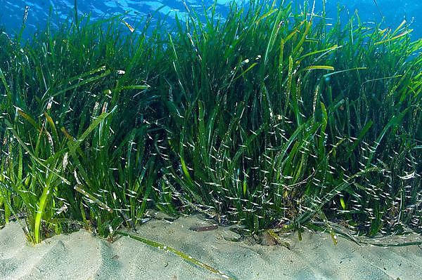 17645804.posidonia.SourcePhysorg