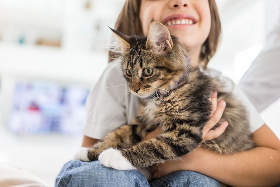 kid cat