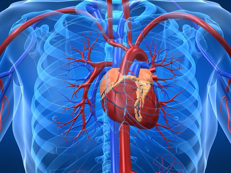 Cardiovascular System