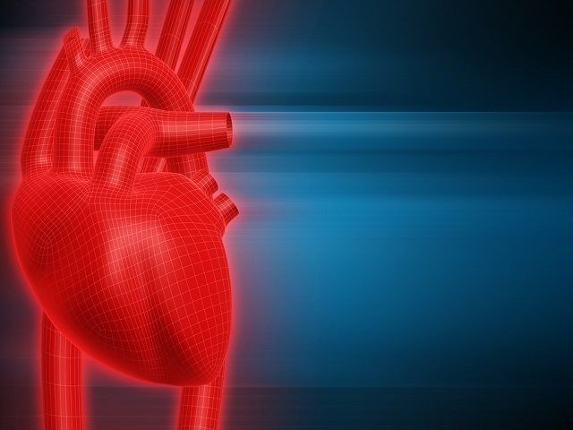 bigstock Human Heart 1865623