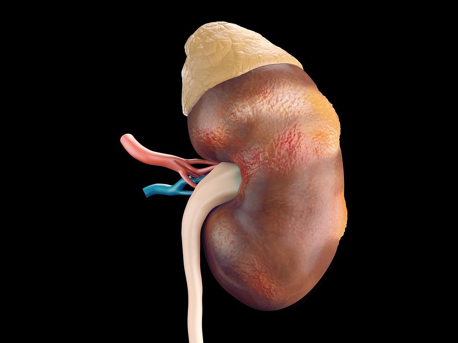 kidney