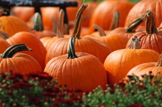 pumpkin