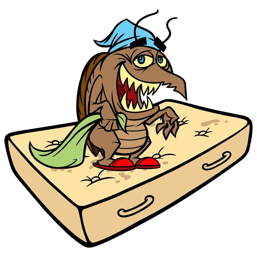 bed bugs