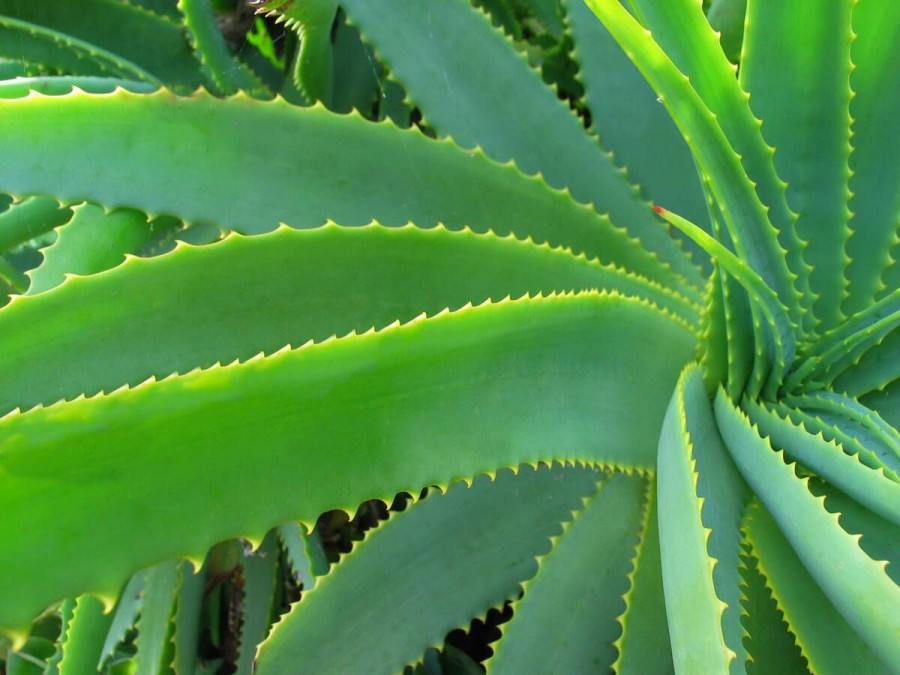 aloe vera