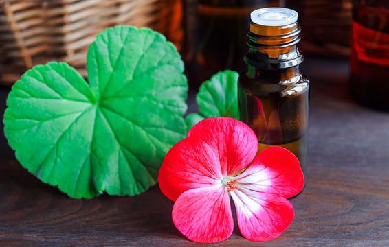 Geranium