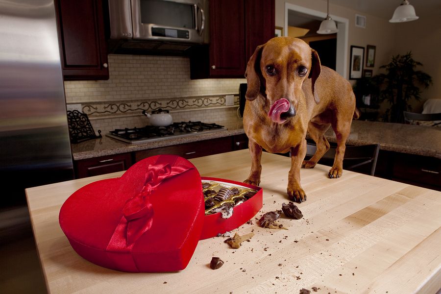 Dog Chocolates