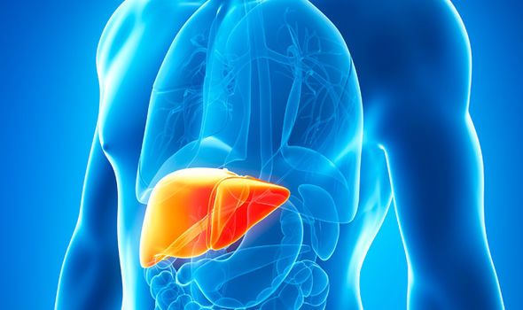 liver