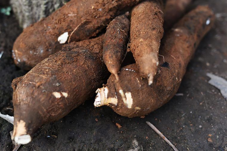yuca