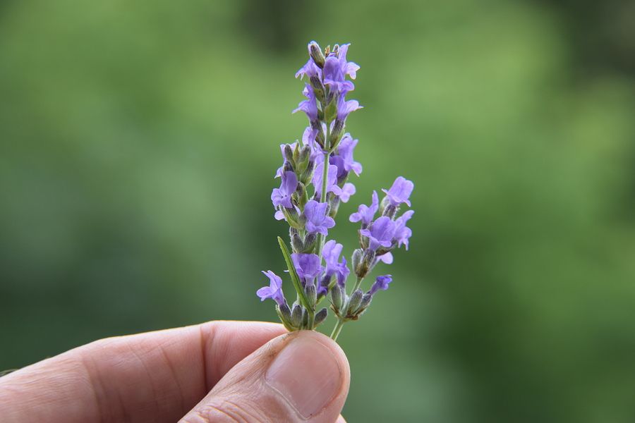 lavender