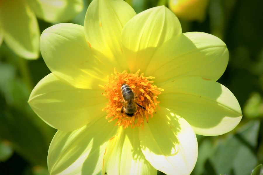 bigstock Bee Collects Pollen From Yello 252712741