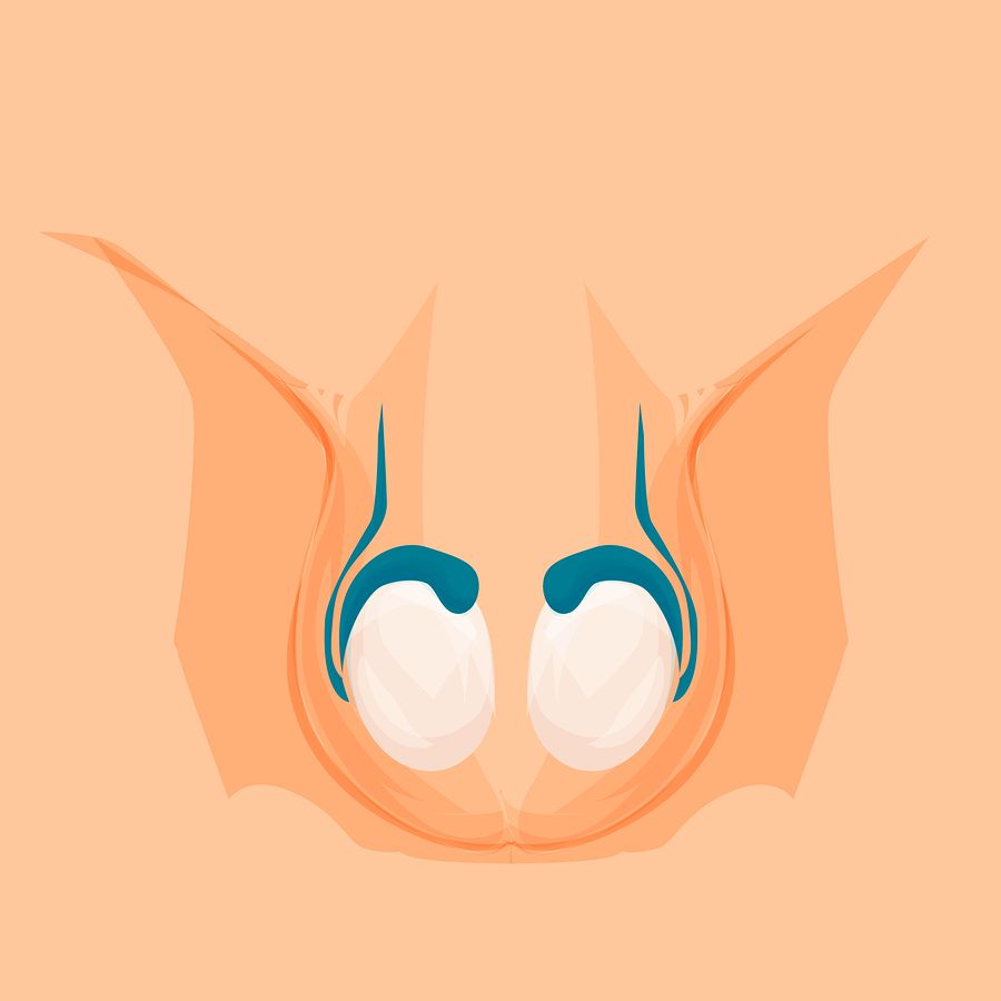 orxis