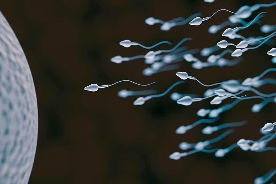 Sperm And Egg
