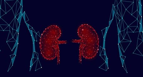 kidneys