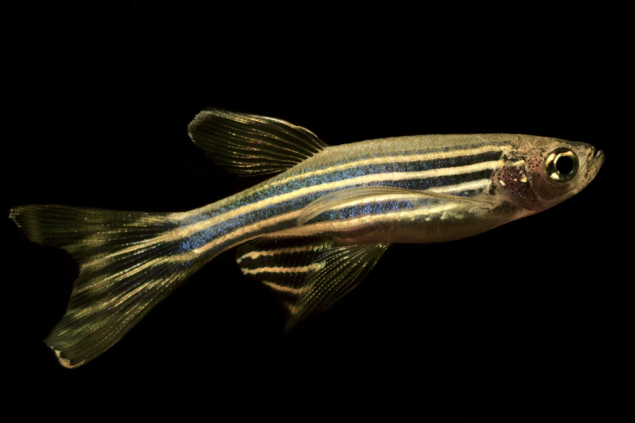 bigstock-Zebrafish-danio-Rerio-Aquari-287909095.jpg