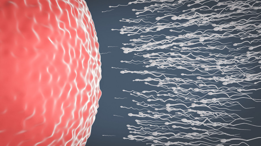 The Sperm Is Directed Towards The Egg. To Do Human Mating. Egg And A Sperm. 3D Rendering