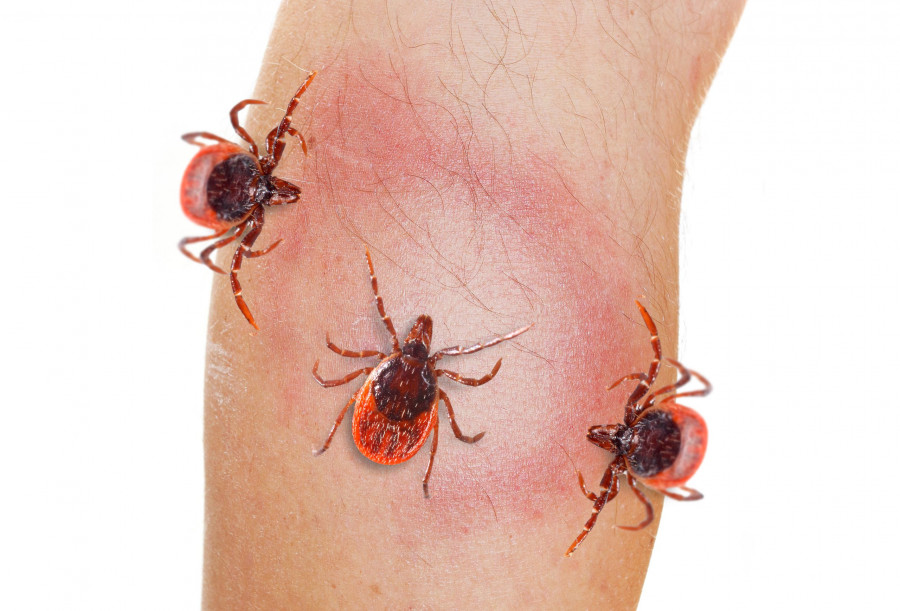 lyme