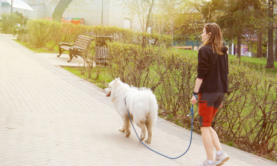 Dog Walking. Walk Of Man And Dog In The Park. Walking In The Park. Sunny Day And City Walk.